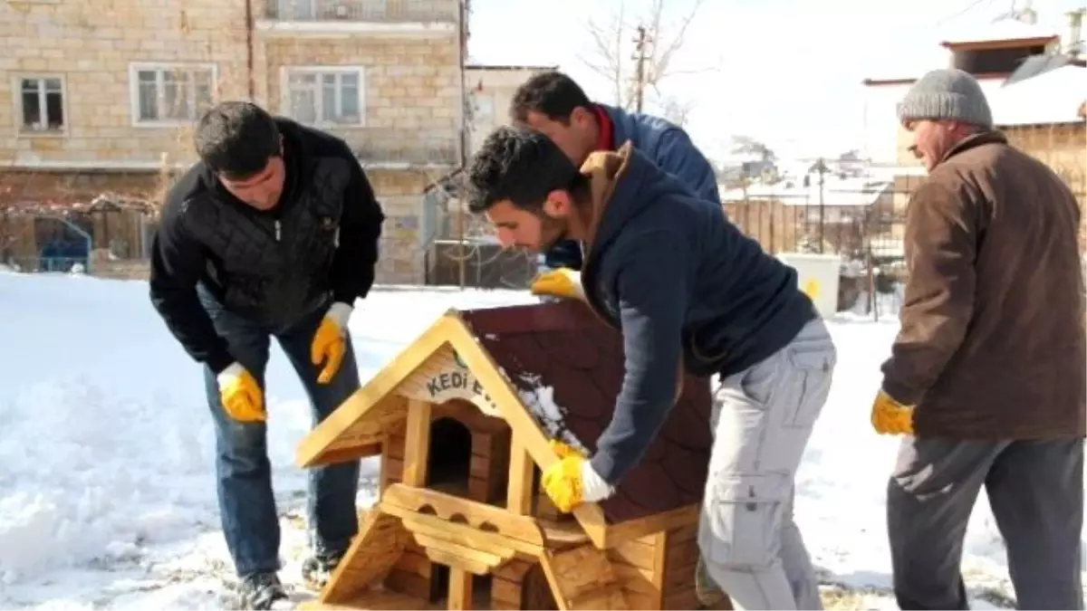 Nevşehir Belediyesinden Kedilere Özel Ev