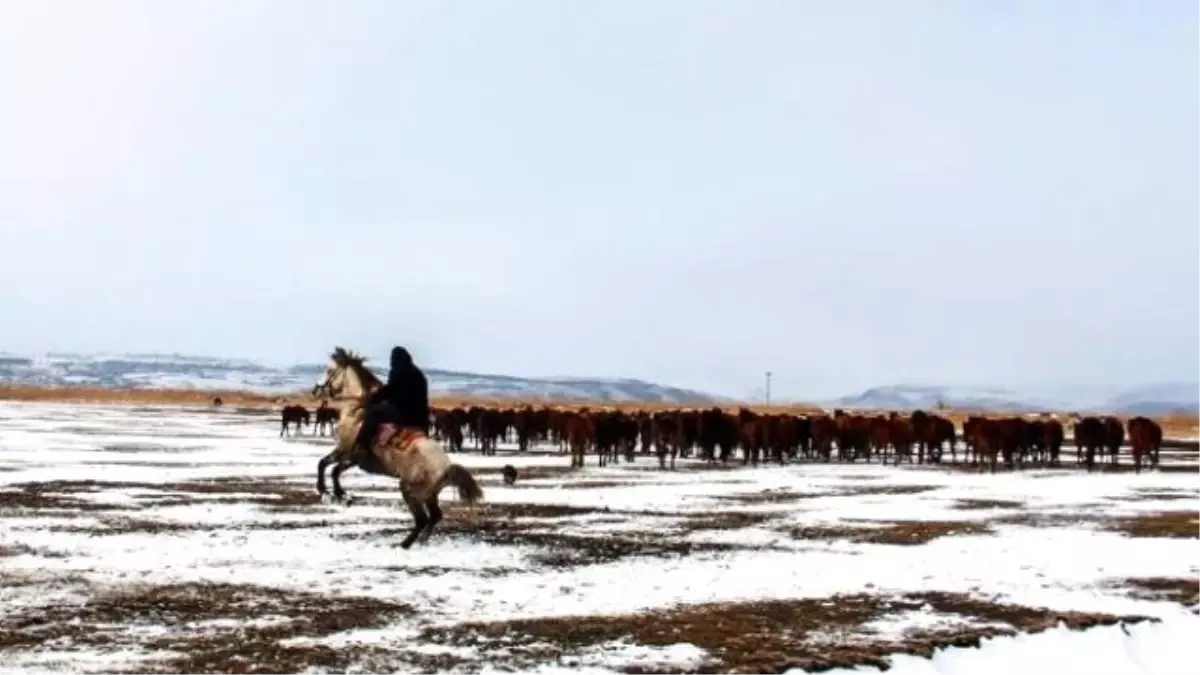 Yılkı Atları Aç Kalınca Köye Kadar İndi