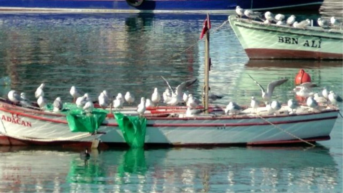 Akçakoca Baharı Yaşıyor