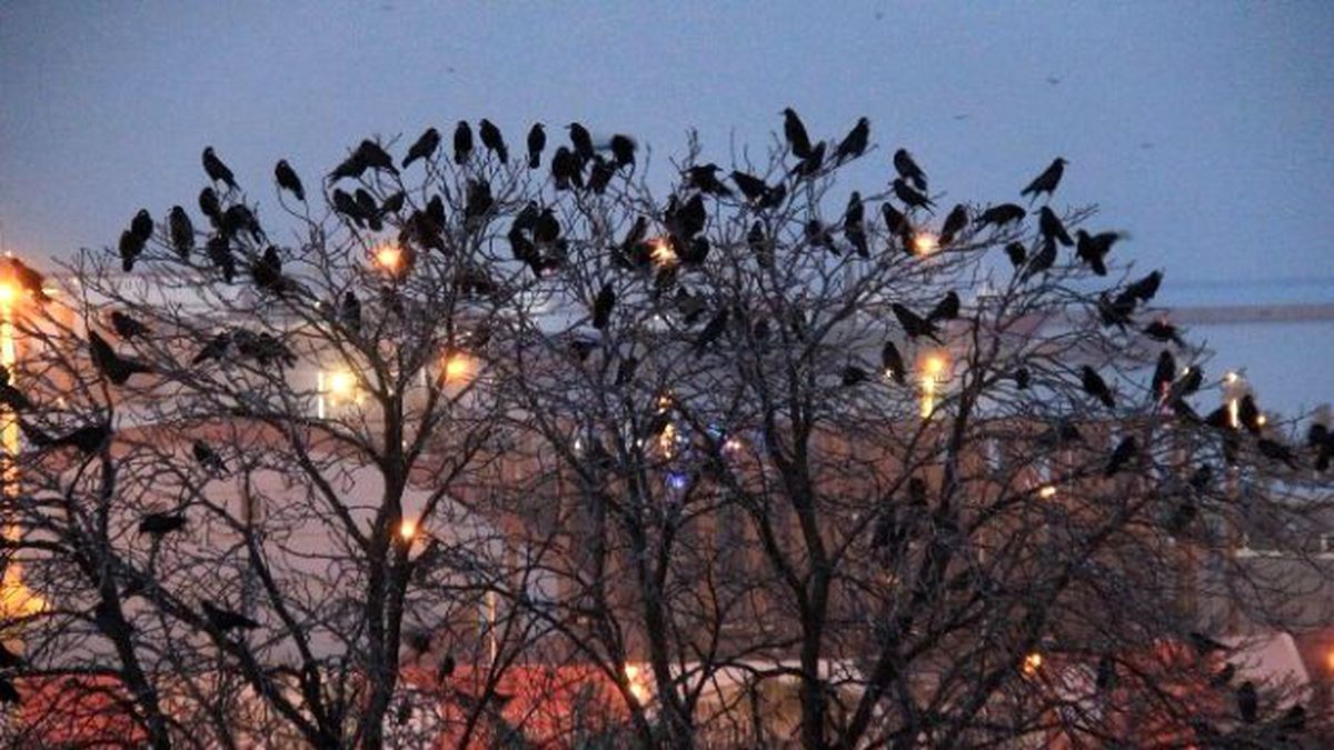 Anıt Park\'ta Karga İstilası