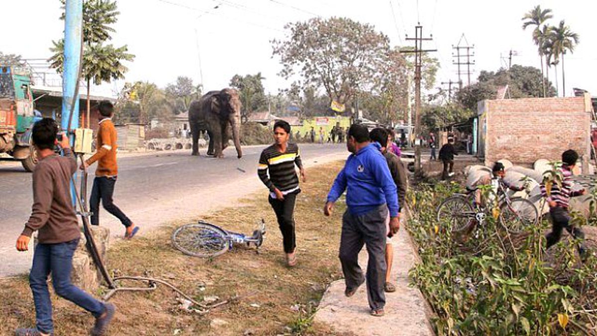 Hindistan'da Fil Köye Girdi, 100 Evi Yıktı
