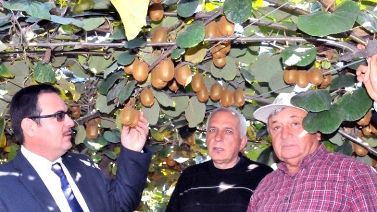Kivi Üreticileri Yalov\'da Arazi Bulamıyor
