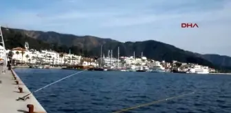 Marmaris Kıyılarında Balon Balığı Tehlikesi