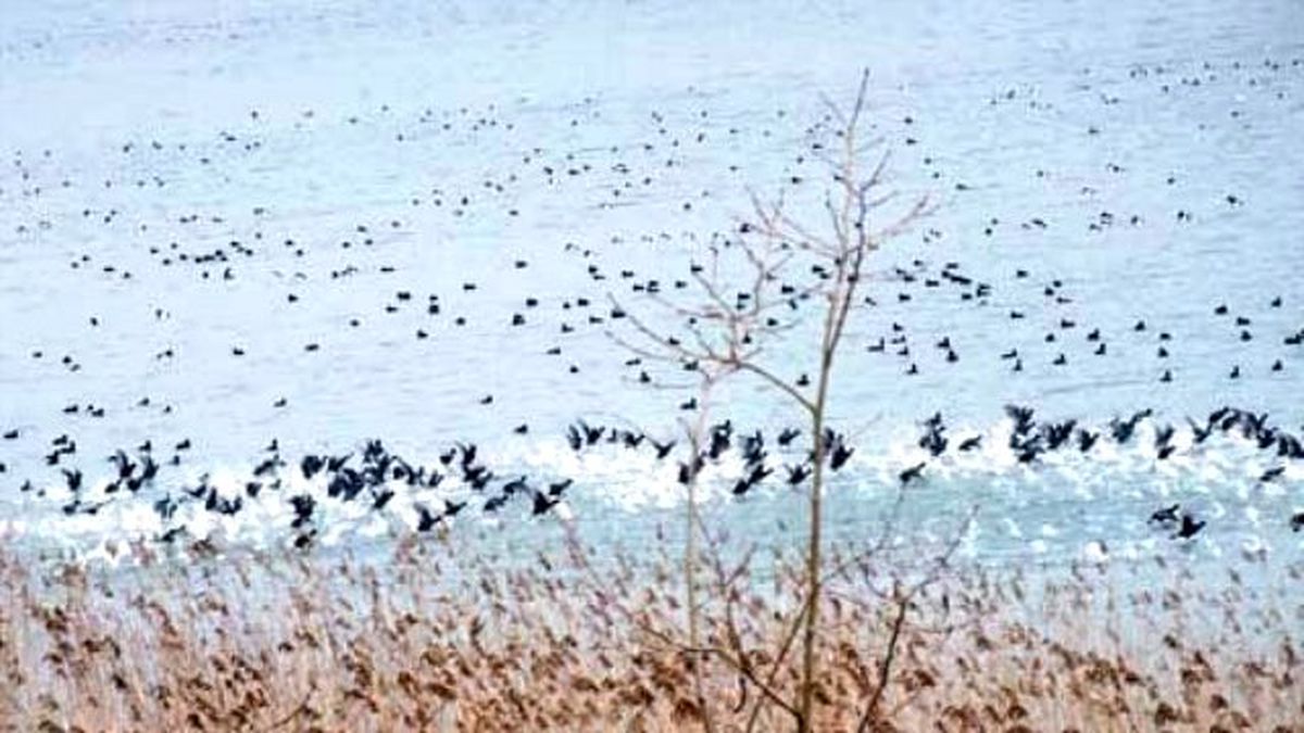 Sakarya\'da Su Kuşlarının Sayımı Yapıldı