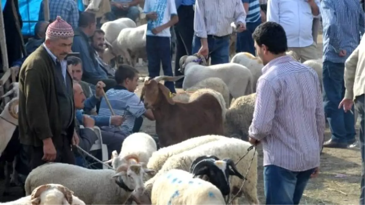 Şap Salgını Sona Erdi, İnegöl Hayvan Pazarı Açılıyor