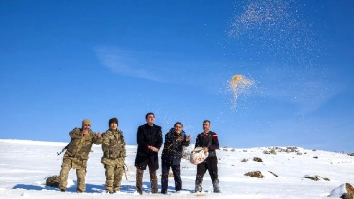 Ahlat\'ta Doğaya Yem Bırakıldı