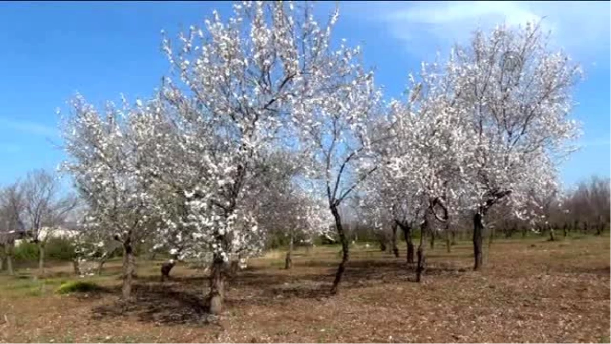 Badem Ağaçları Erken Çiçek Açtı