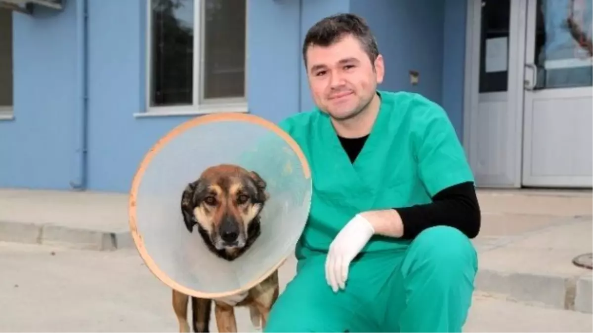 Denizli\'de Sokak Köpeğine Doku Nakli Yapıldı