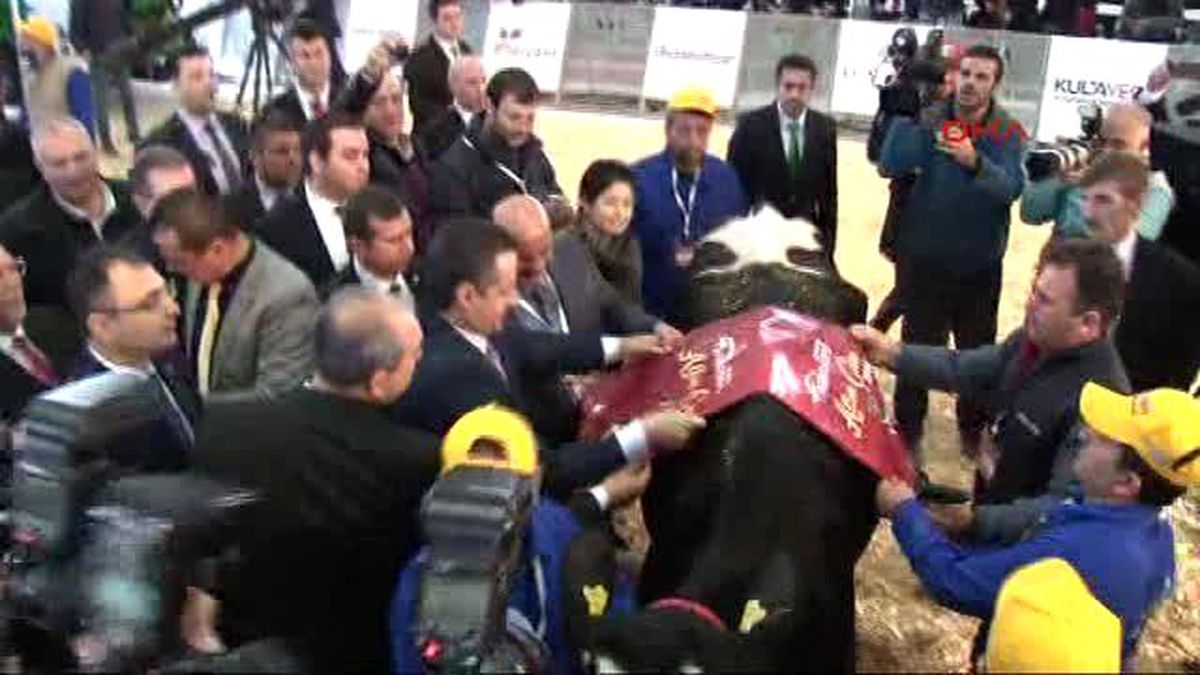 İzmir Bakan Çelik: Kırmızı Ette İthalat Yok