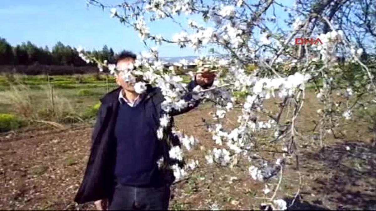 Mersin\'deki Badem Ağaçları Çiçek Açtı