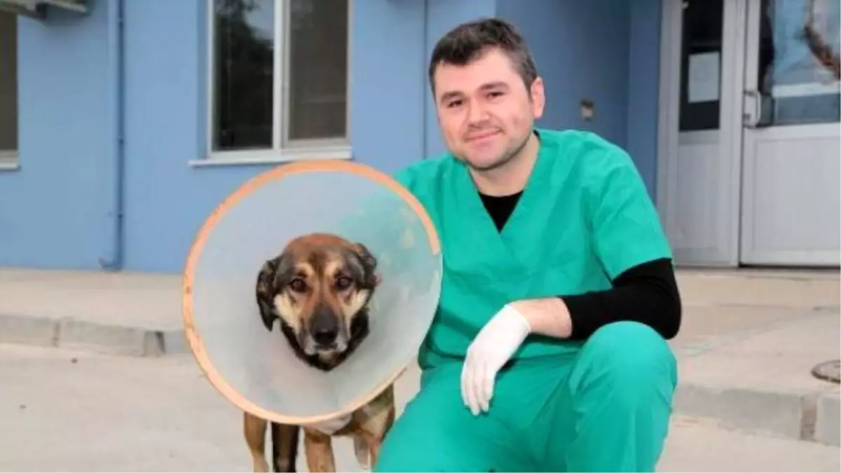 Sokak Köpeğine Doku Nakli