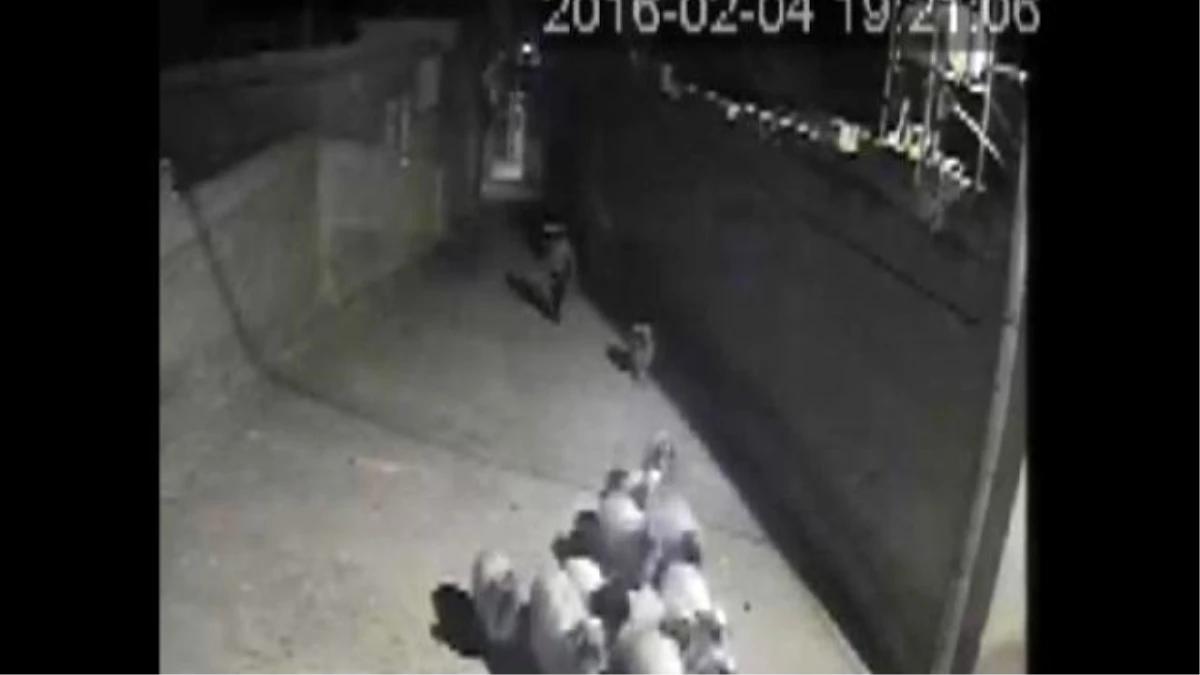 Nizip\'te Koyun Çalan Şüpheli Tutuklandı