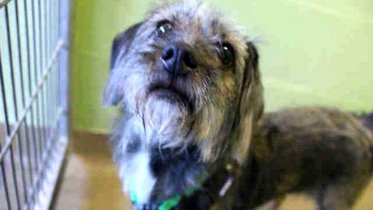 Sevimli Köpeğin Dansı İzleyenleri Hayrete Düşürüyor