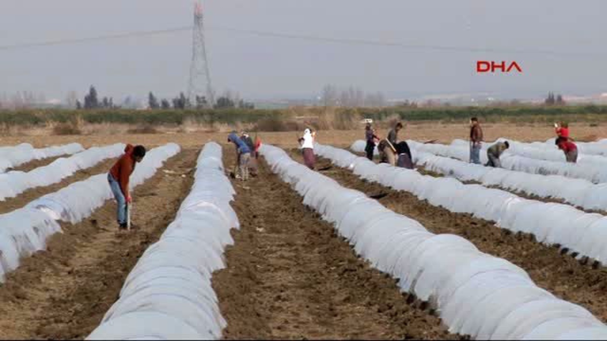 Adana Karpuz Fideleri Toprakla Buluştu