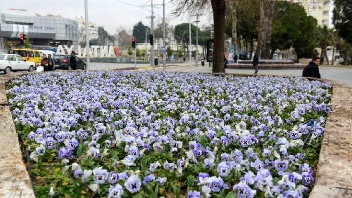 Antalya Caddelerine 4 Milyon Çiçek