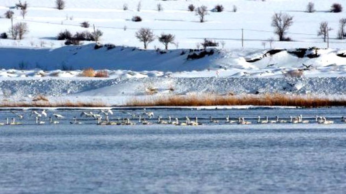 Kuğular, Rusya\'dan Van Gölü\'ne Geldi