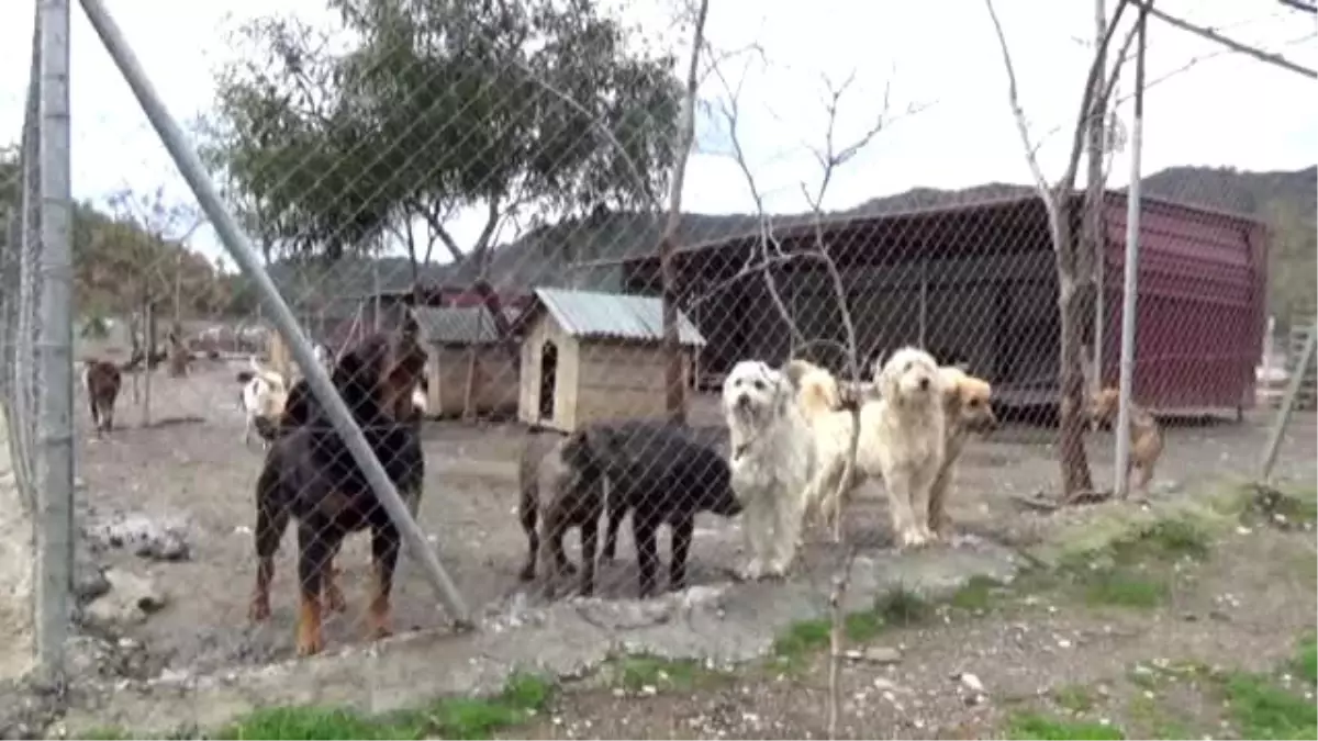 Sevgililer Günü\'nde Alınıp Sonra Sokağa Terk Ediliyorlar - Muğla