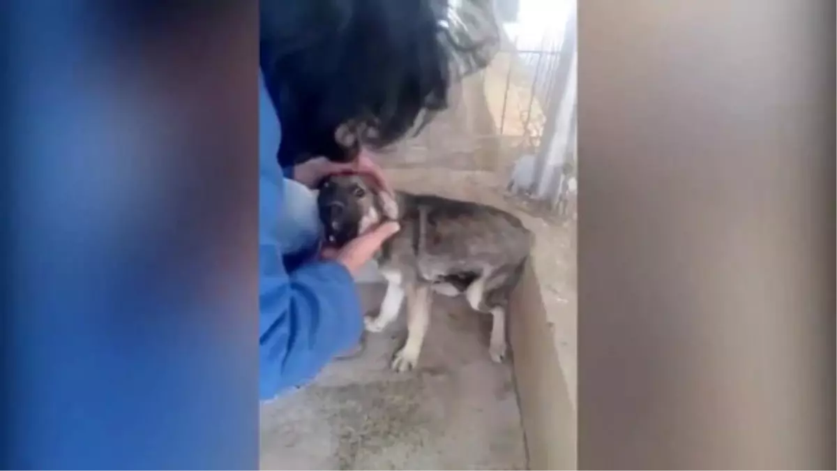 İlk Kez Sevgi Gören Köpeğin Hali Yürek Sızlattı
