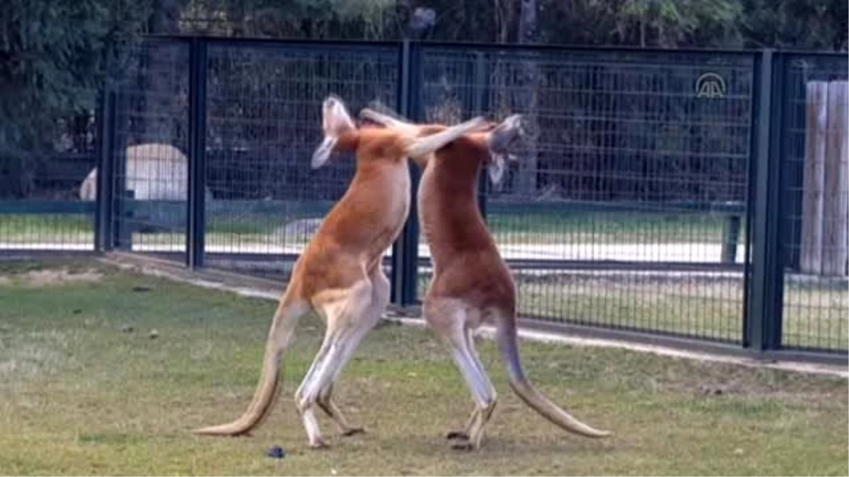 Kanguruların "Boks Maçı" Kamerada