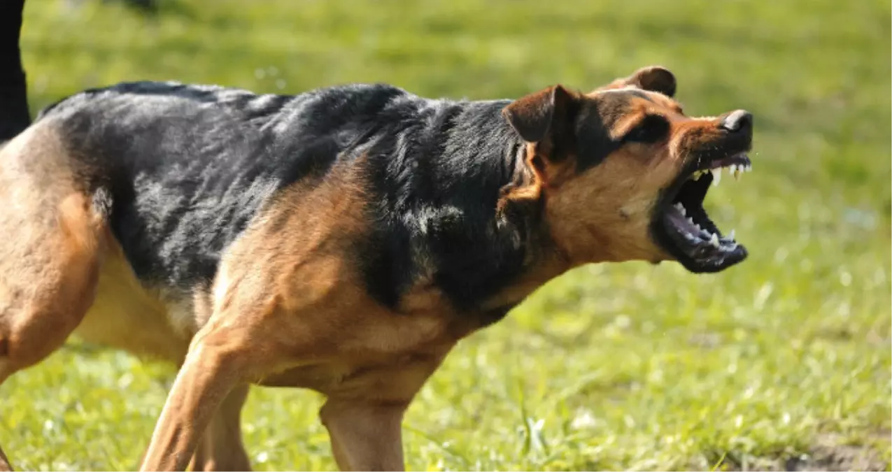 Boxer Cinsi Köpek, Süs Köpeğine Saldırdı