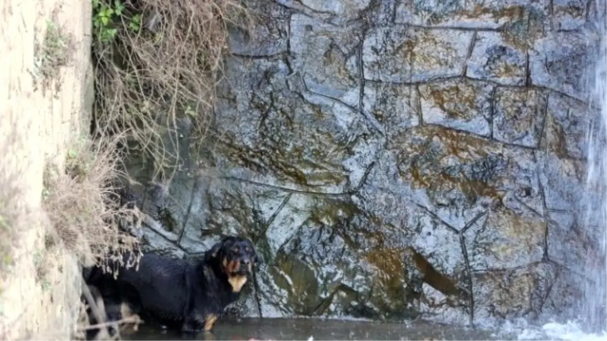 Derede Mahsur Kalan Köpek Kurtarıldı