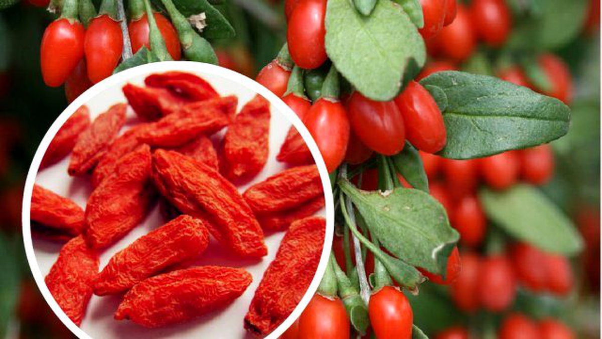 Diyet Uzmanlarından "Goji Berry" Uyarısı