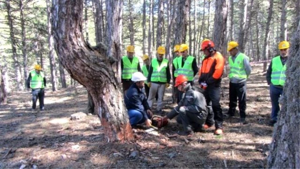 Orman Köylüsüne Ağaç Kesme Eğitimi