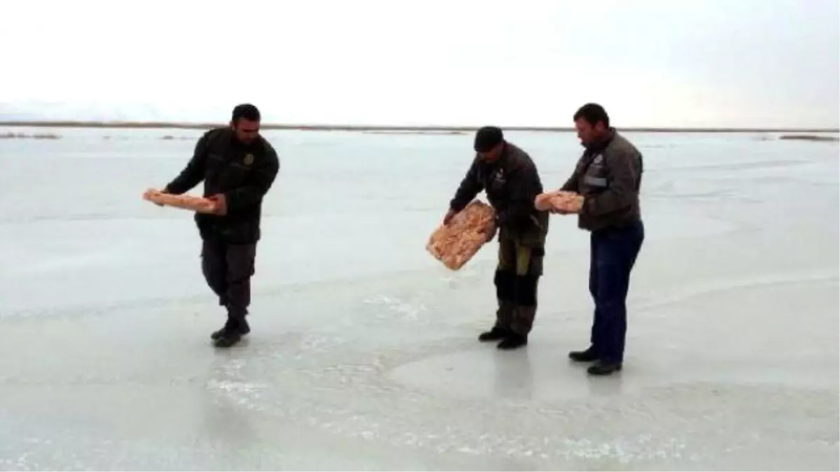 Yaban Hayvanlarına Yem ve Yiyecek Bırakıldı