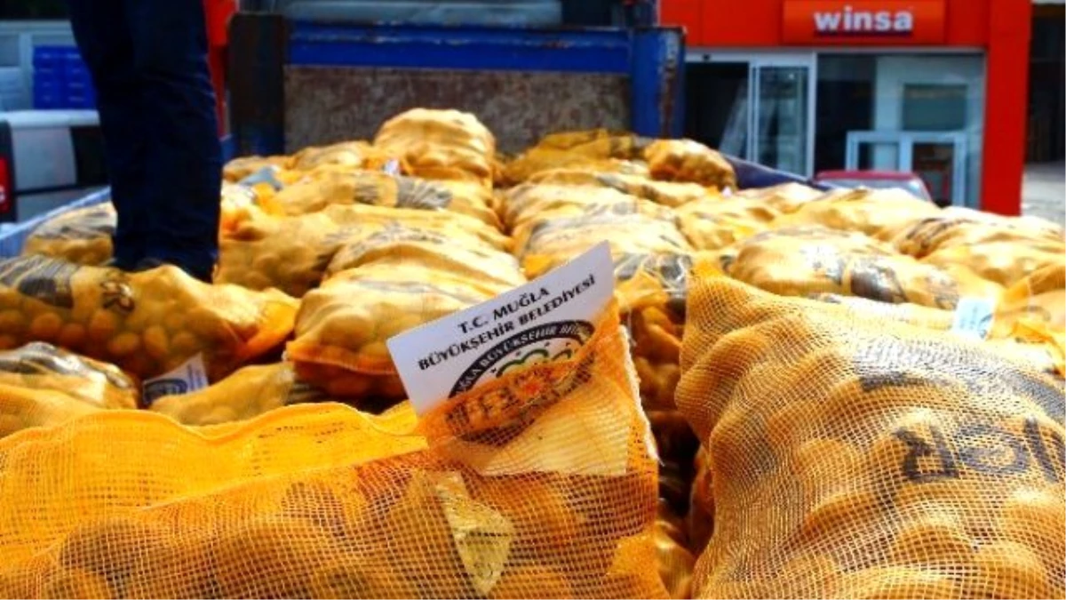 Büyükşehir, Üreticilere 130 Ton Patates Tohumu Dağıttı