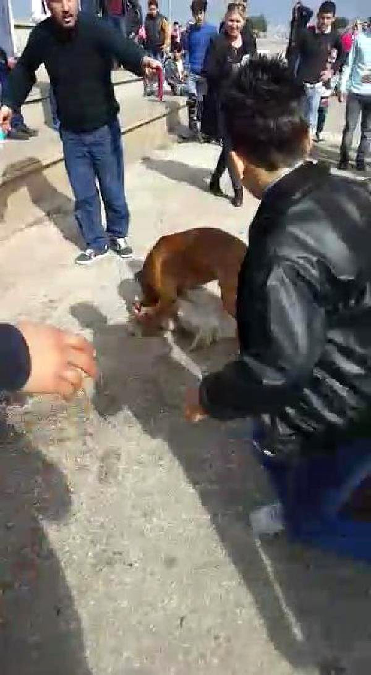 Boxer Cinsi Köpek, Yakaladığı Süs Köpeğini Perişan Etti