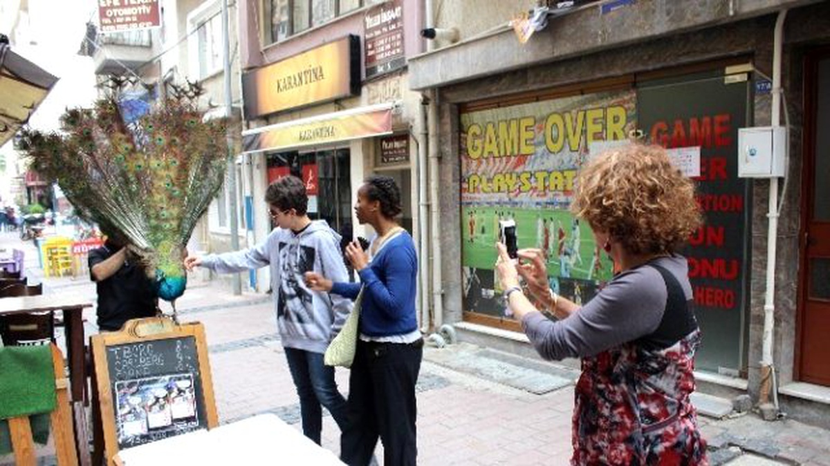 Tavus Kuşunu Nereye Gitse Yanında Gezdiriyor