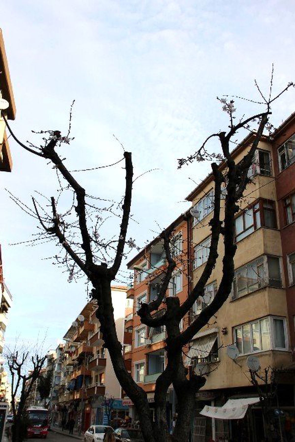 Yalova\'da Ağaçlar Yalancı Bahara Kandı