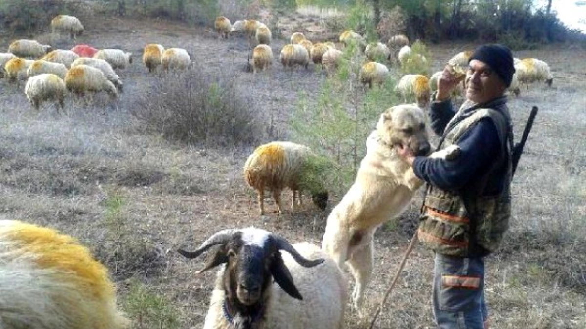 Denizli\'de Kangal Köpekleri Çobanların Güvencesi Oldu