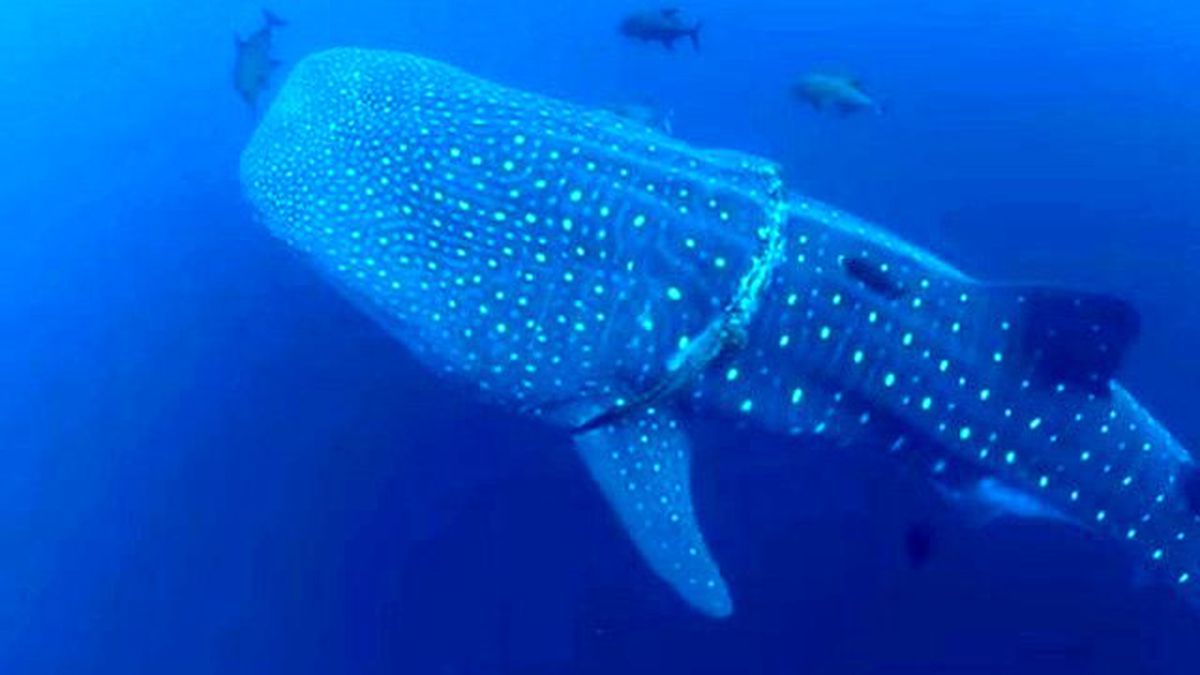 Dalgıçlar, Dev Köpek balığını Balık Ağı Halatından Kurtardı