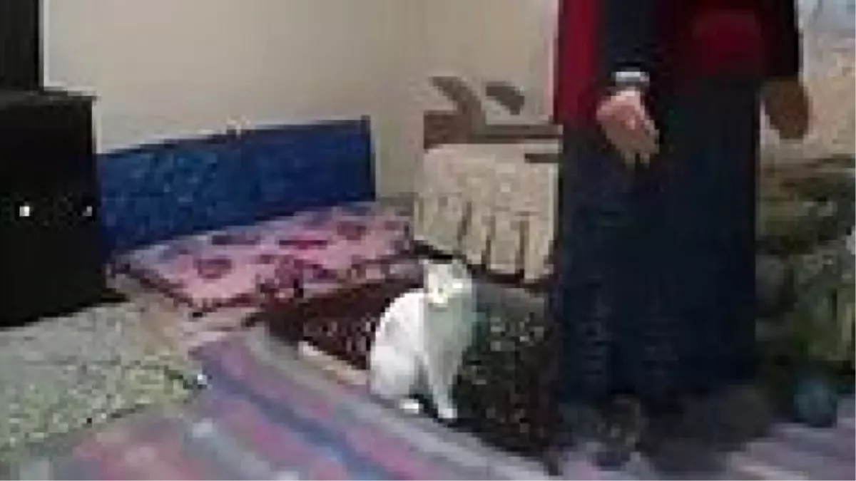 Kadına Namaz Kıldırmayan Münafık Kedi