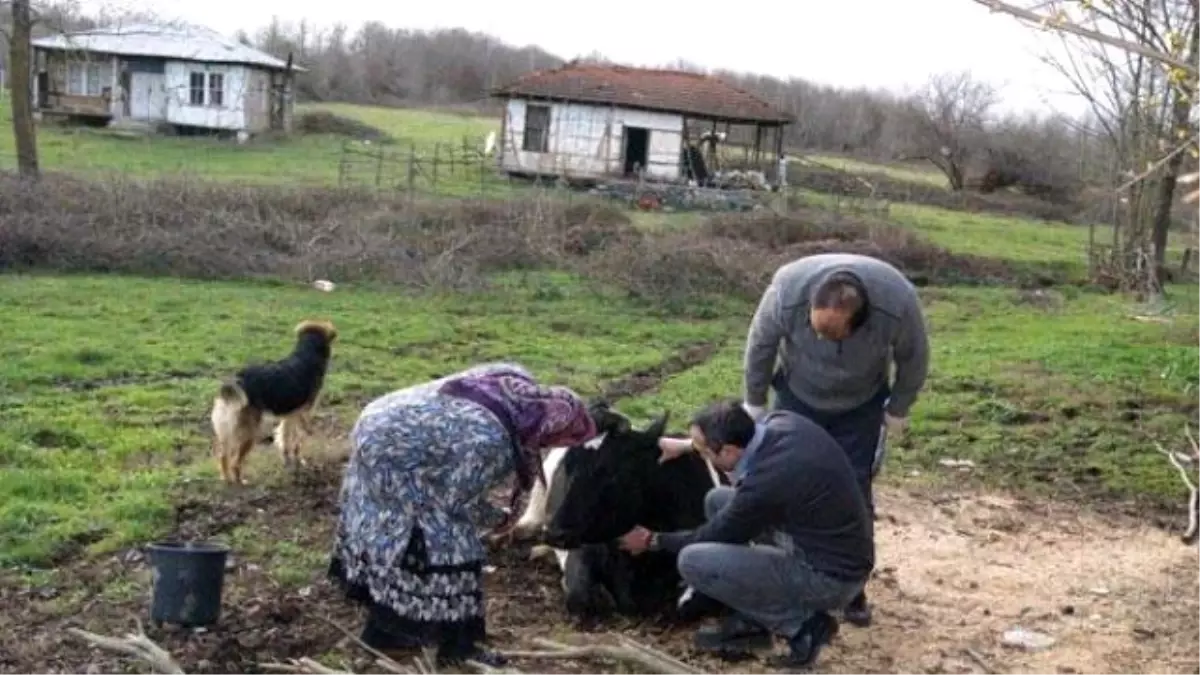 Mısır Küspesini Yiyen Büyükbaş Hayvan Telef Oldu