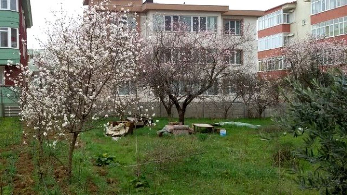 Bandırma\'da Kış Ortasında Ağaçlar Çiçek Açtı