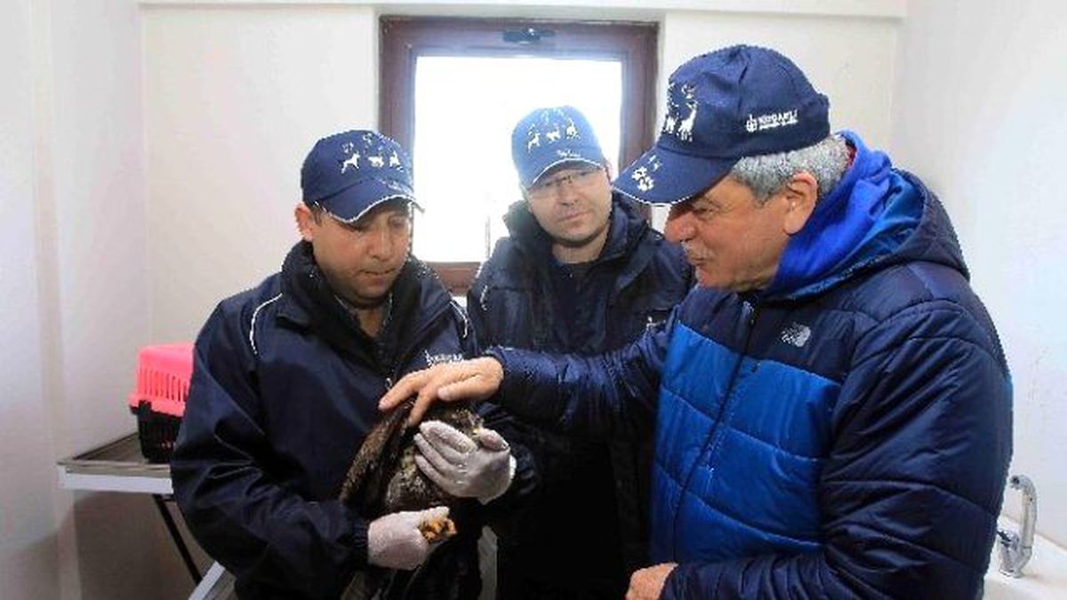 Bir Yılda 4 Bin 525 Sokak Köpeği Tedavi Edildi