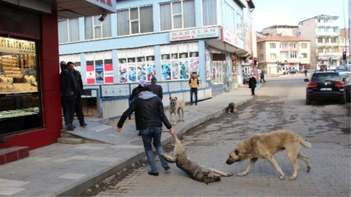 Oltu\'da Sokak Köpekleri Korku Saçıyor