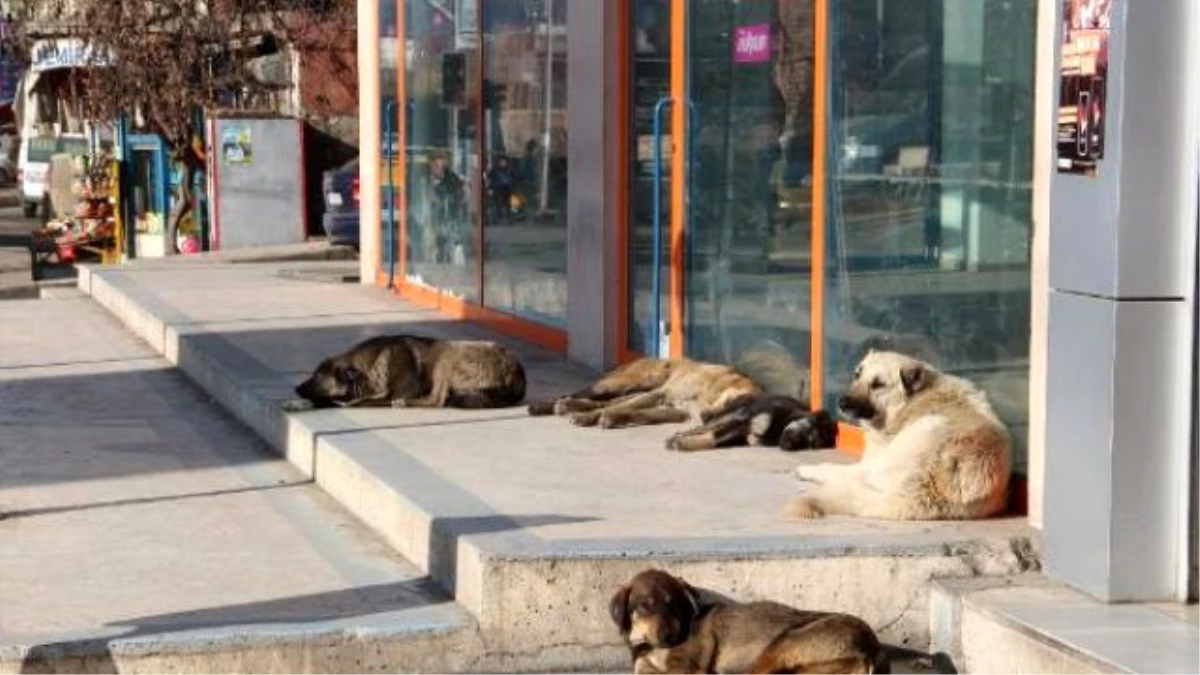 Oltu\'da Sokak Köpekleri Korkutuyor