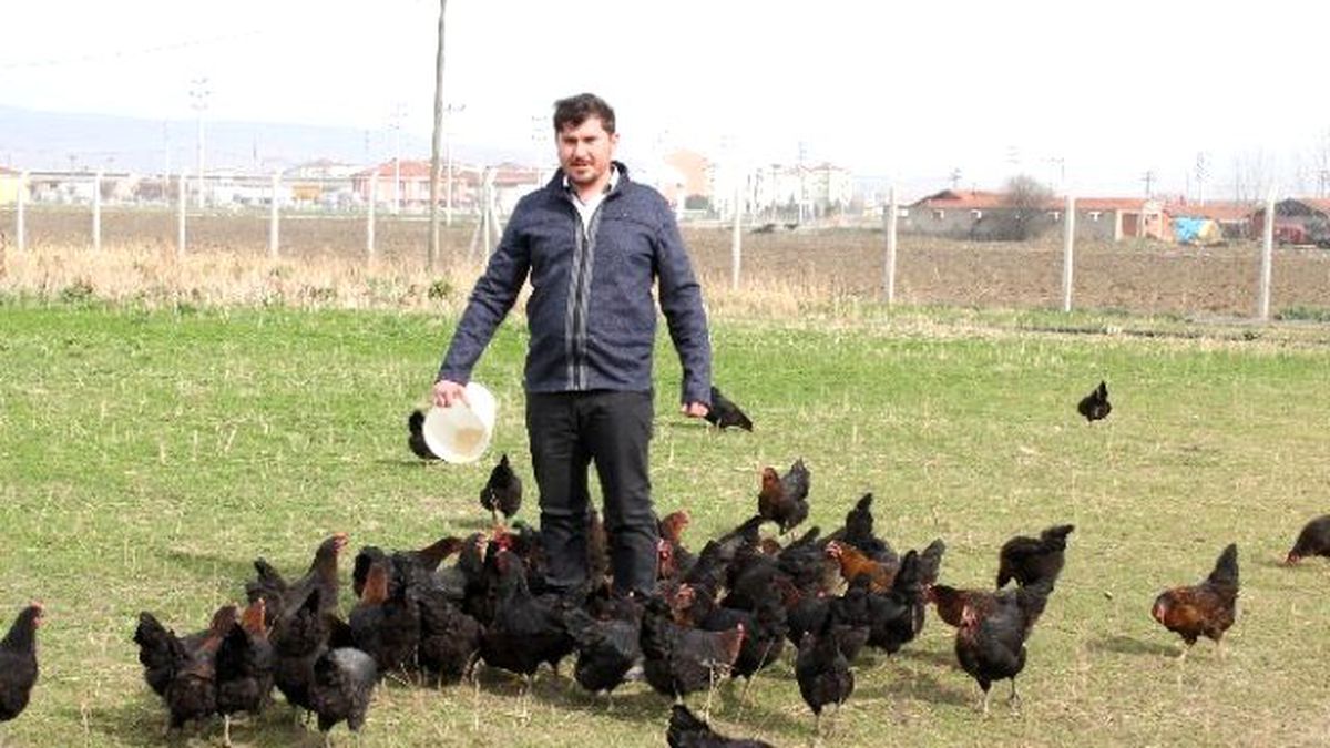 Organik Yumurtaya Büyük İlgi