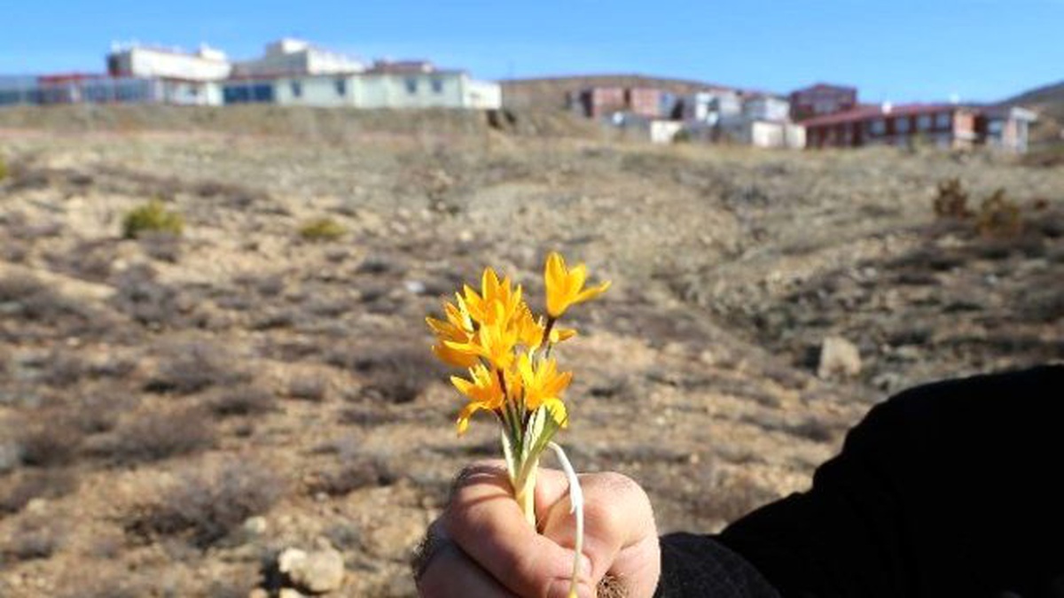 Yozgat\'ta Baharın Müjdecisi Çiğdemler Çıktı