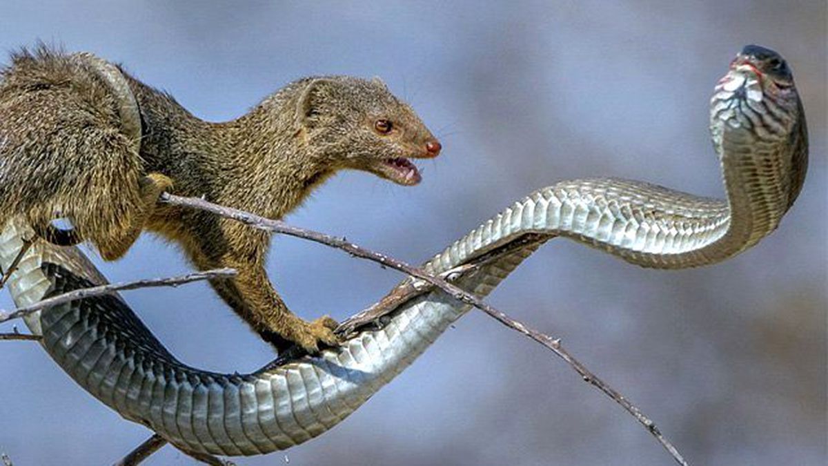 Zehirli Yılan Firavun Faresine Av Oldu