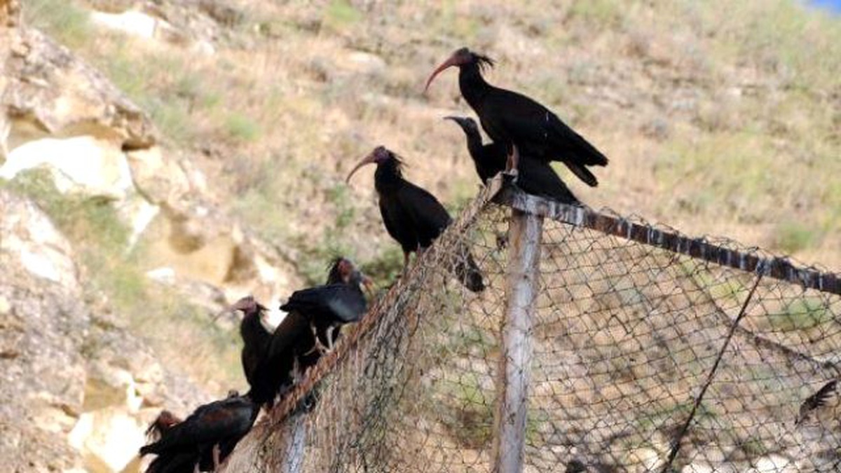 Birecik\'te 205 Kelaynak Doğaya Bırakıldı