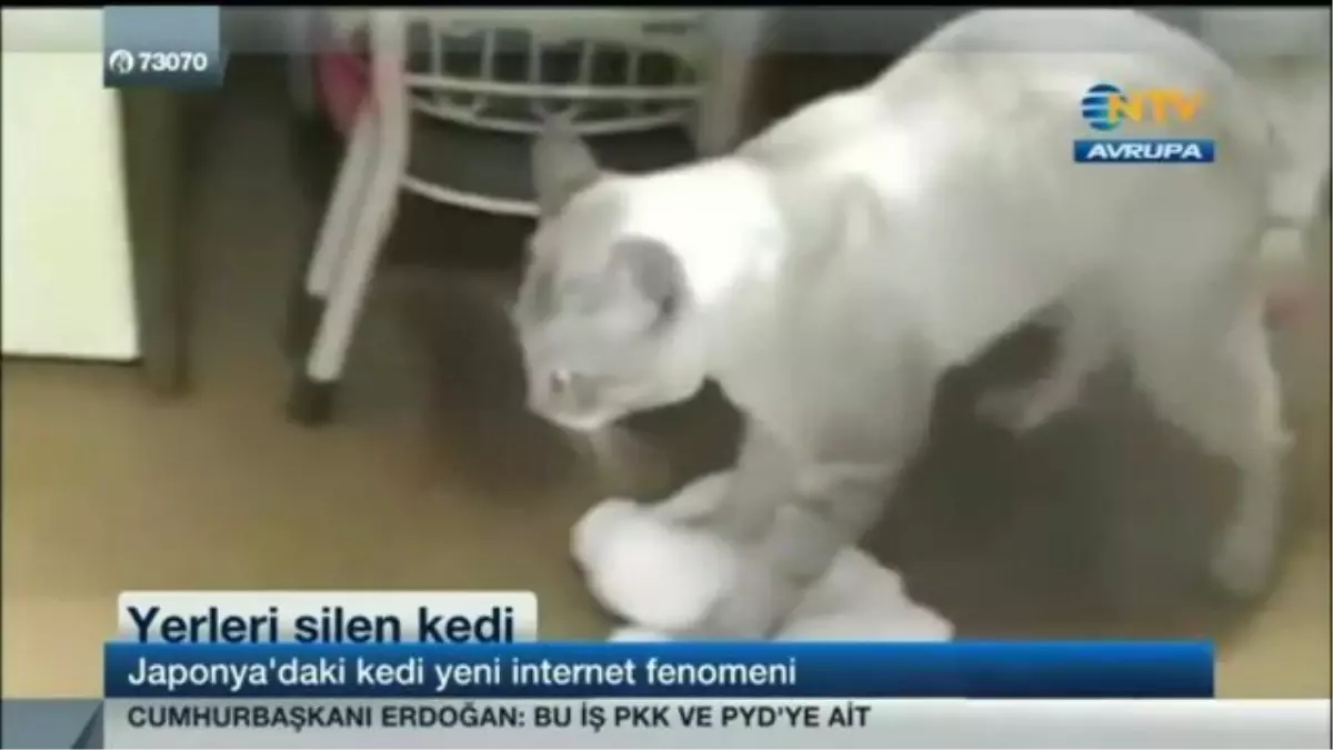 Japonya\'daki Yerleri Silen Kedi İnternet Fenomeni Oldu