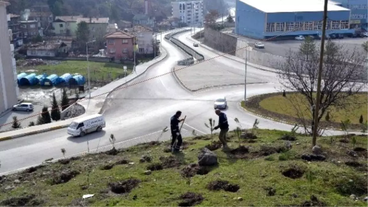 Karabük Belediyesinden Fidan Dikimi