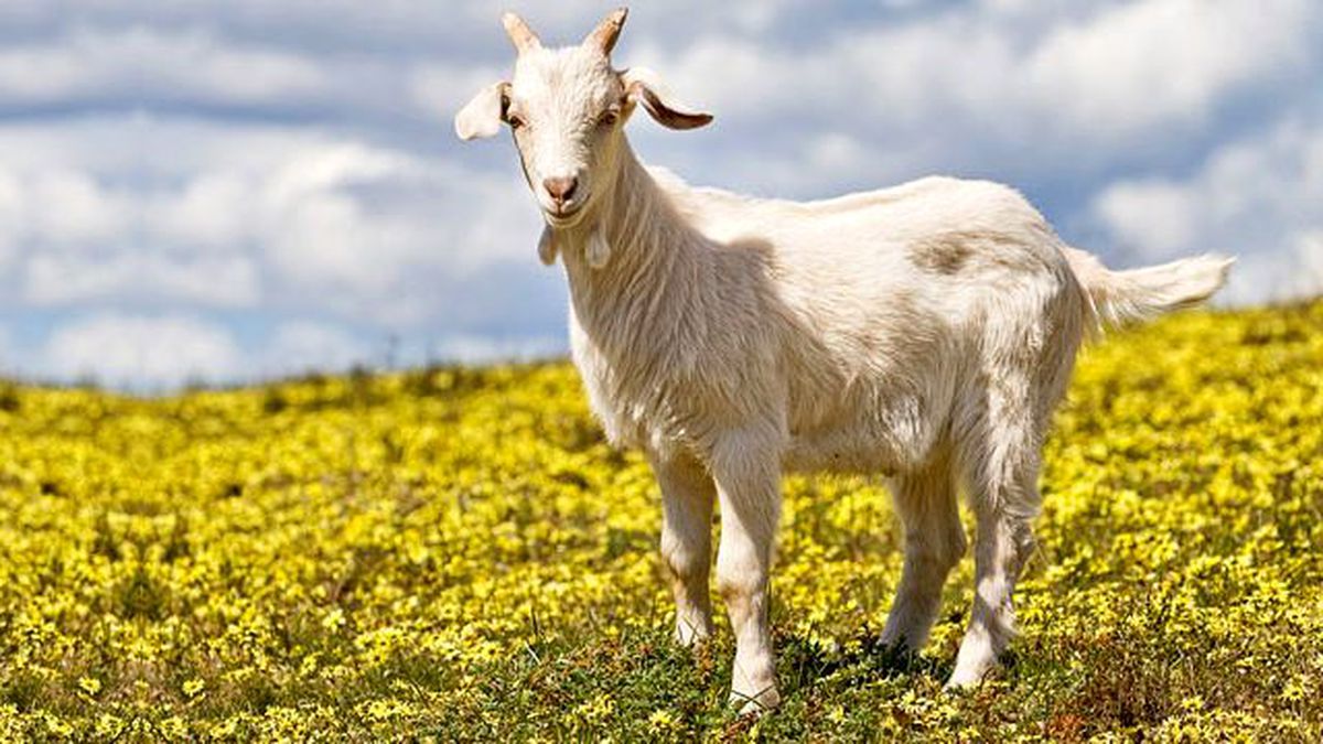 Keçide Bulunan Mantardan Biyoyakıt Üretimi Yapılabilir