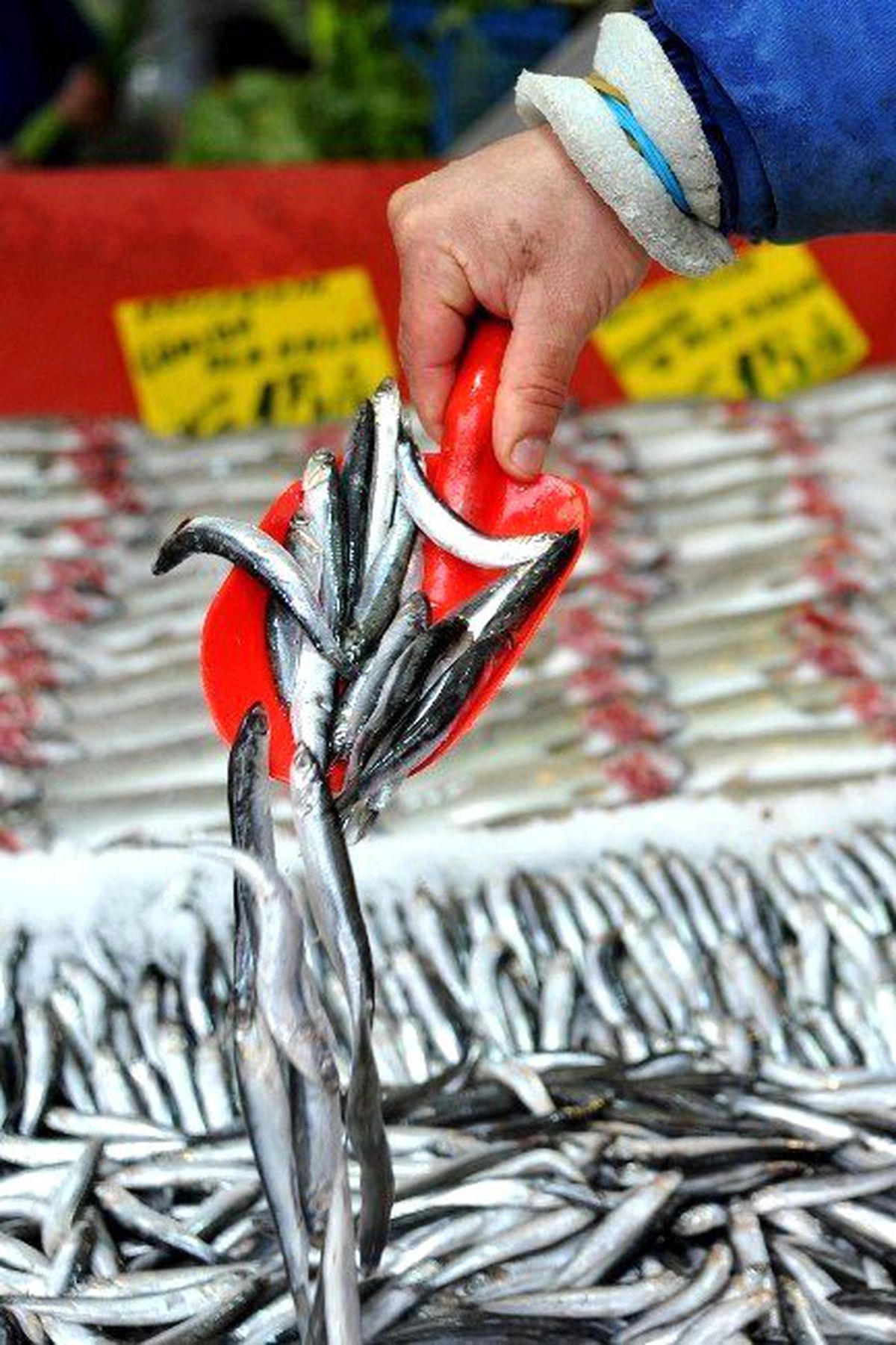 Başkentliler 2015\'te En Çok Hamsi Tüketti