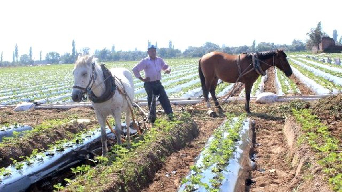 Efeler Ziraat Odasından Çiftçilere Uyarı