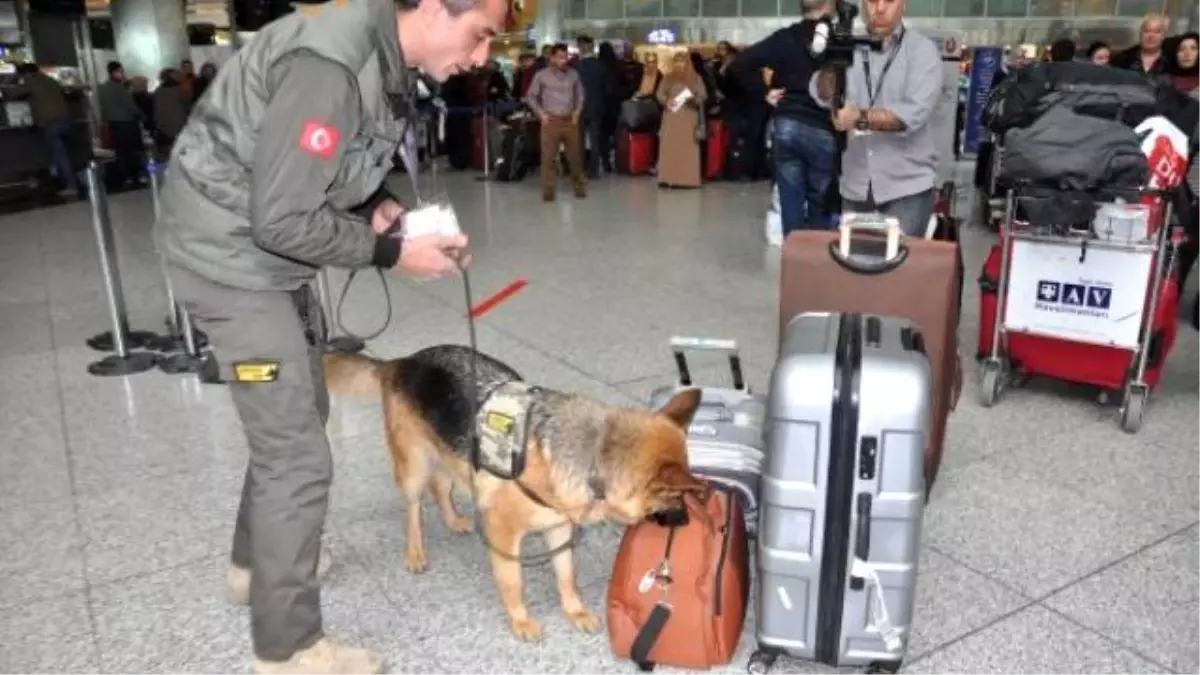 Havalimanında Bomba Dedektör Köpekleri Görev Başında